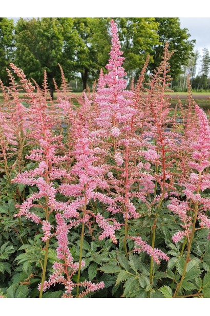 Астильба японська Європа в ландшафті
